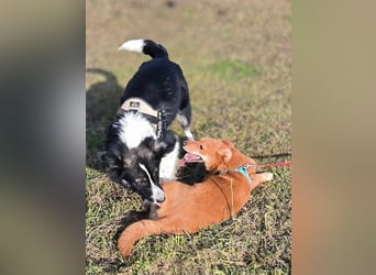 Kleine Foxy ist auf Körbchensuche