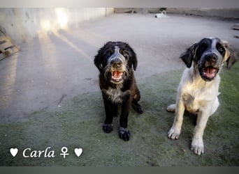 Cindy und Carla suchen ab Mitte Juli ein Zuhause
