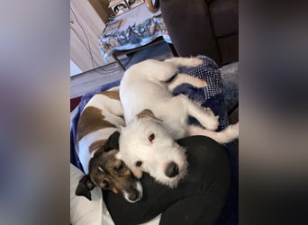 Rüde Braun Weiß Parson Russell Terrier Welpen Bild und Video neu