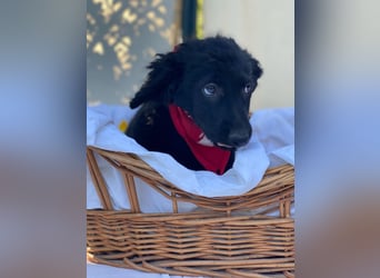 Bari LM - Zuhause gesucht – Neun kleine Hundekinder auf großer Mission