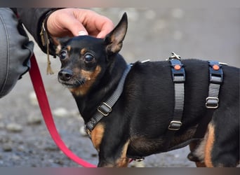 Deli S256 ist eine kleine Persönlichkeit