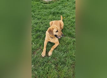 großer Herzenshund Bailey sucht noch seine Menschen