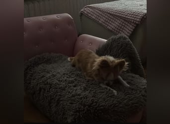 Süße, kleine Maus, sucht liebevolle Familie