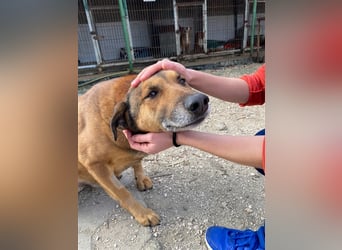 RAMBO sucht liebevolles Zuhause