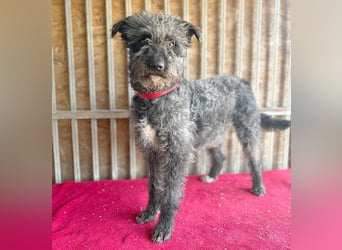 ❤️ kuschelige Familienhündin TAMI - 2 Jahre, 45cm/14kg - Schnauzer-Pumi-Mix ❤️