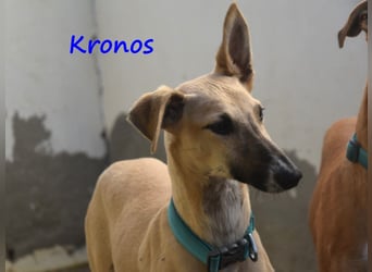 Kronos 07/2024 (ESP) - neugieriger und sanfter, zuckersüßer Galgo Welpe!