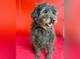 liebenswerte DORKA - 9 Jahre, 38cm/10,5kg - Schnauzer-Mix