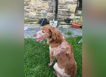Jara