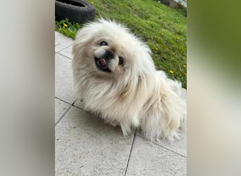 Frankie, geboren 2021, 29cm sucht sein Zuhause
