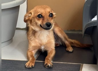 ♥ABBY♥ neu auf Pflegestelle bei Köln - bezaubernde, verschmuste kleine Juniorin 28 cm