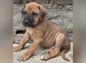 Rhodesian Ridgeback Welpen