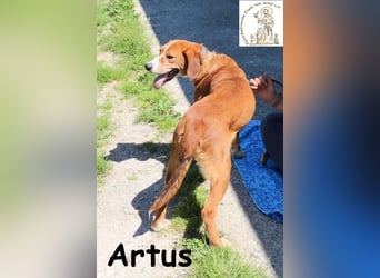 Artus - cooler, hübscher Rüde hält Ausschau nach seinen Menschen