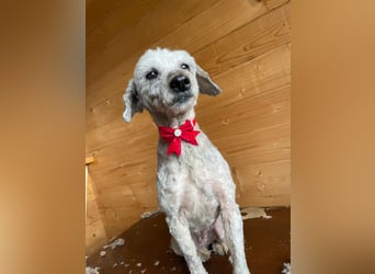 Intelligente LEXI (Bedlington-Terrier-Mix)  sucht eine Familie!