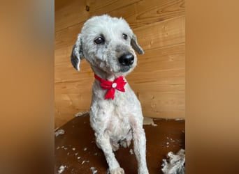 Intelligente LEXI (Bedlington-Terrier-Mix)  sucht eine Familie!