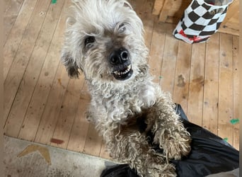 Intelligente LEXI (Bedlington-Terrier-Mix)  sucht eine Familie!