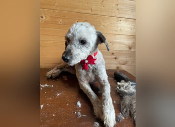 Intelligente LEXI (Bedlington-Terrier-Mix)  sucht eine Familie!