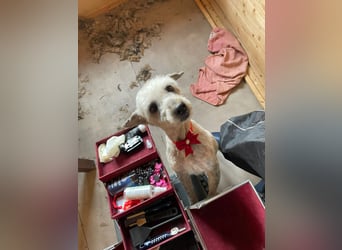Intelligente LEXI (Bedlington-Terrier-Mix)  sucht eine Familie!