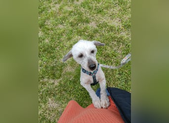 Intelligente LEXI (Bedlington-Terrier-Mix)  sucht eine Familie!