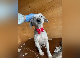 Intelligente LEXI (Bedlington-Terrier-Mix)  sucht eine Familie!
