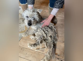 Intelligente LEXI (Bedlington-Terrier-Mix)  sucht eine Familie!