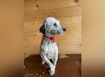 Intelligente LEXI (Bedlington-Terrier-Mix)  sucht eine Familie!