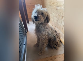 Intelligente LEXI (Bedlington-Terrier-Mix)  sucht eine Familie!
