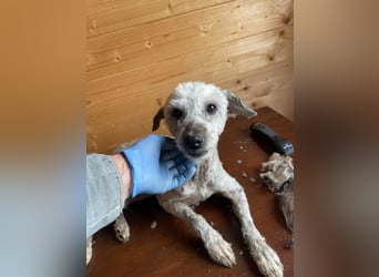 Intelligente LEXI (Bedlington-Terrier-Mix)  sucht eine Familie!