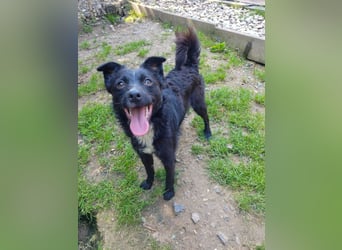 Verspielter ELVIS- sucht Zuhause für immer