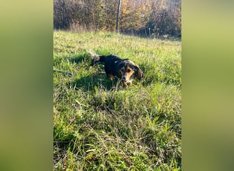 Schmusemaus BOBISHA liebt Kuscheln über alles