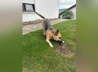 Gipsy wartet in 73460 Hüttlingen auf Besuch