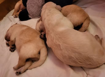 Bildschöne, kuschelige und sehr verschmuste Labradoodle Welpen F1, Sofort Abgabebereit