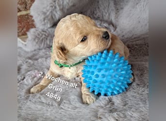 Maltipoo Welpen