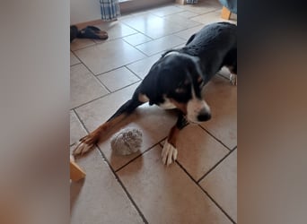 Appenzeller Sennenhund reisrassig