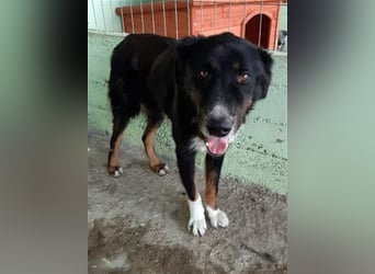 Jack (2) sucht einen Gnadenplatz