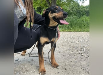 Kenby ein fröhlicher freundlicher Bub