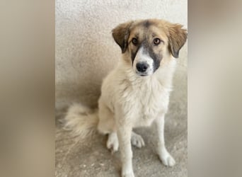 Renfri, geb. ca. 05/2024, lebt in GRIECHENLAND, im städt. Tierheim Serres