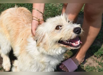 Pfiffige Suki sucht ihre Menschen