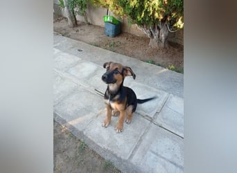 Junghündin ABBY sucht ihr Für-immer-Zuhause