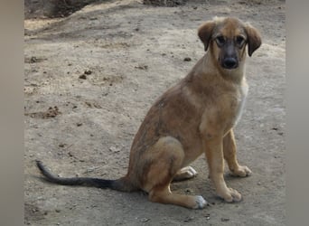 Sophia, geb. ca. 03/2024, lebt in GRIECHENLAND, im städt. Tierheim Serres