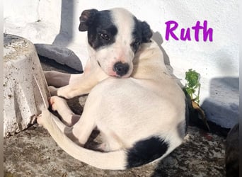 Ruth 10/2024 (ESP Pflegestelle) - sonnige und sanfte, kleine Bodeguero-Mix Welpin!