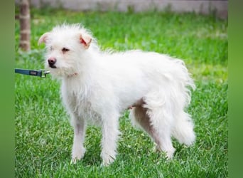 Lilu BR – Schüchterne Hundemama sucht liebevolles Zuhause