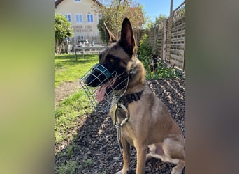 Malinois