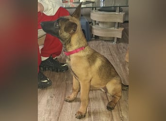 Malinois Hündin (06/2025)