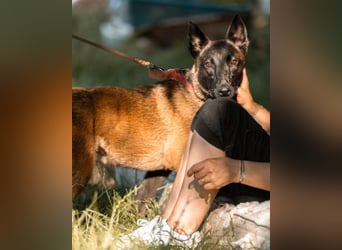 Belgischer Schäferhund Max ♥️ verkuschelte Sportskanone