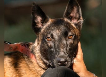 Belgischer Schäfi ♥ Max ♥ verkuschelt Sportskanone