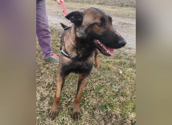 Belg. Schäferhündin Brita ❤️ sucht aktive Familie