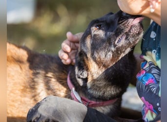 Belgischer Schäferhund ♥ Max ♥ verkuschelte Sportskanone Belgischer Schäferhund ♥ Max ♥ verkuschelte Sportskanone