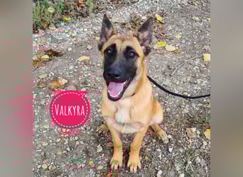 Valkyra eine gutmütige Pracht