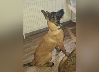 Malinois