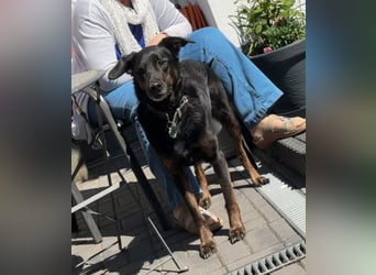 Paul sucht ein neues Zuhause